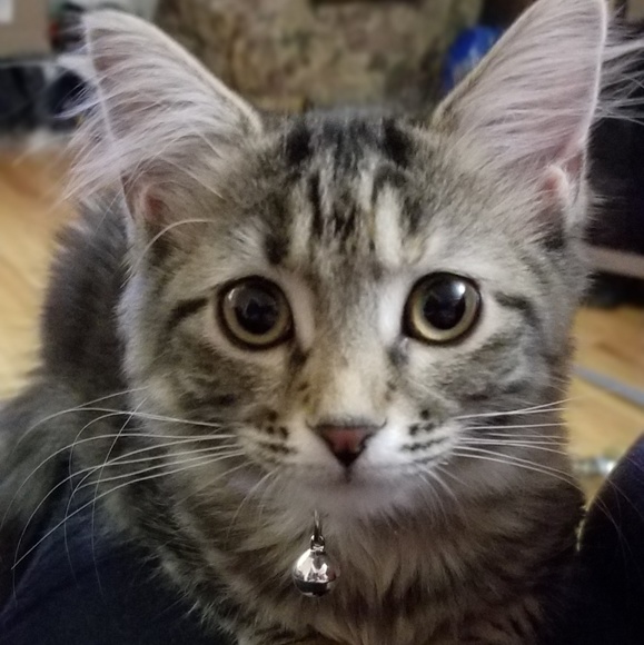 Meet your Posher, Diane - Picture 1 of 1